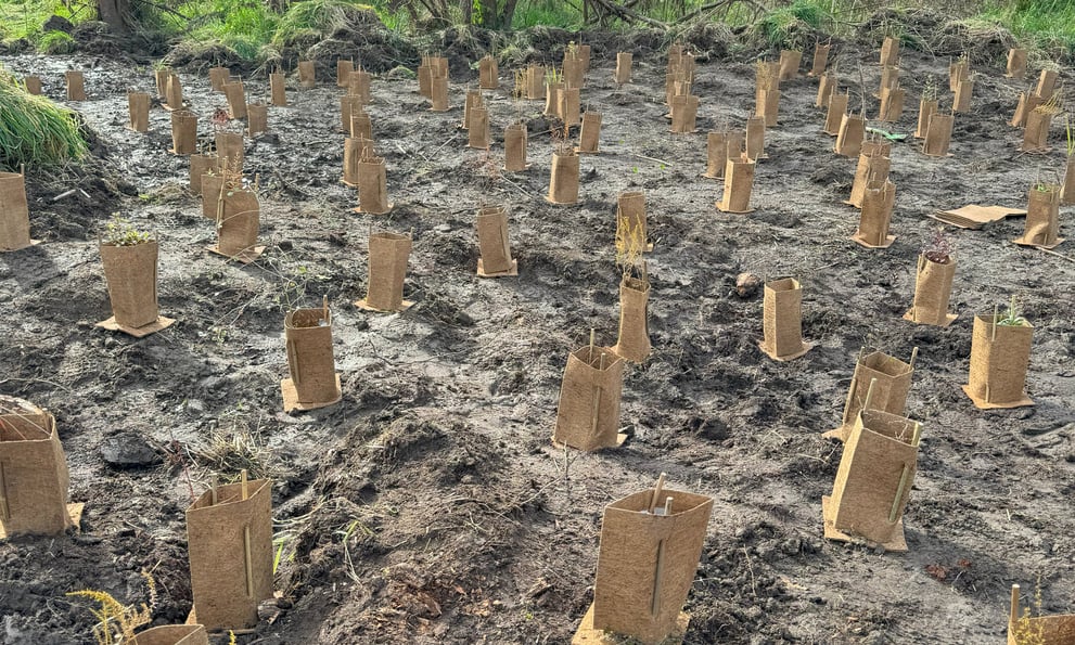 Community Tree Planting in NZ